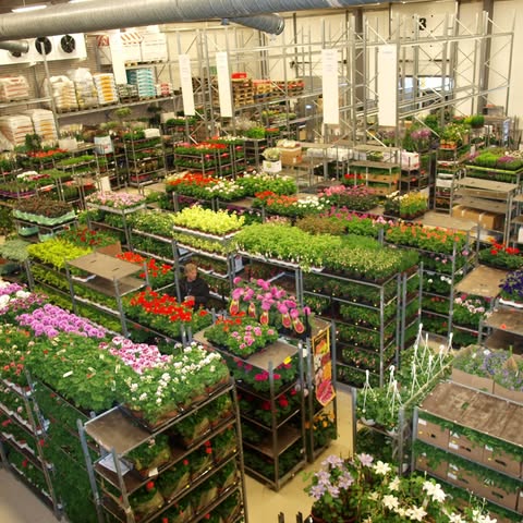 Blomstergrossisten i Uppsala Aktiebolag logo